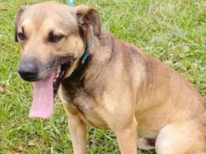 Cachorro raça SRD idade 5 anos nome GAROTO