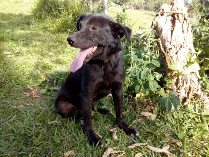 Cachorro ra a SRD idade 5 anos nome TULIO