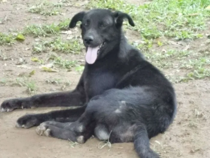 Cachorro ra a SRD idade 5 anos nome TULIO