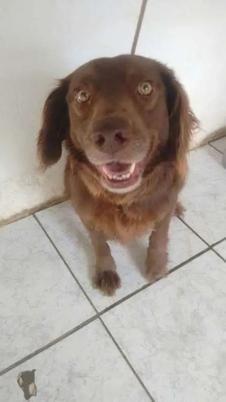 Cachorro ra a SRD idade 5 anos nome CHOCOS