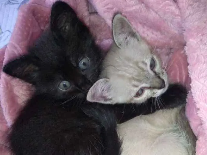 Gato ra a Sem raça definida idade Abaixo de 2 meses nome Sem nome 