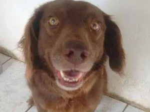 Cachorro raça SRD idade 5 anos nome CHOCOS