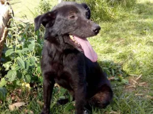 Cachorro raça SRD idade 5 anos nome TULIO