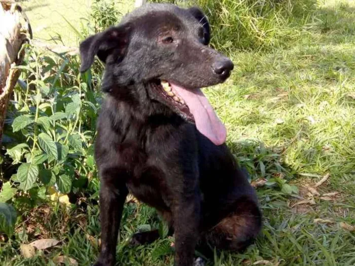 Cachorro ra a SRD idade 5 anos nome TULIO