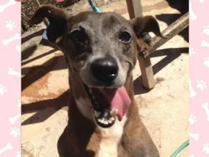 Cachorro raça SRD idade 6 ou mais anos nome COSTELINHA 