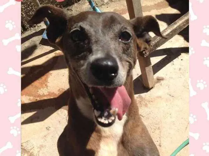 Cachorro ra a SRD idade 6 ou mais anos nome COSTELINHA 