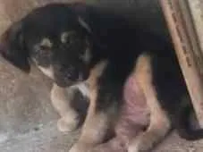 Cachorro raça indefinida idade 2 a 6 meses nome sem nome
