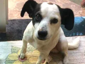 Cachorro raça SRD idade 3 anos nome Joel