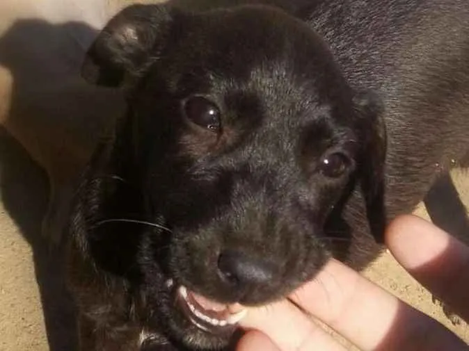 Cachorro ra a Vira-lata idade 2 a 6 meses nome Sem nome