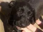 Cachorro raça Vira-lata idade 2 a 6 meses nome Sem nome