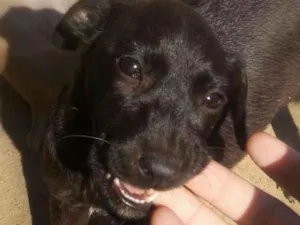Cachorro raça Vira-lata idade 2 a 6 meses nome Sem nome