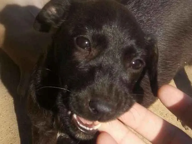 Cachorro ra a Vira-lata idade 2 a 6 meses nome Sem nome