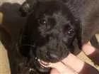 Cachorro raça Vira-lata idade 2 a 6 meses nome Sem nome