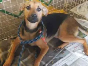 Cachorro raça SRD idade 1 ano nome nick