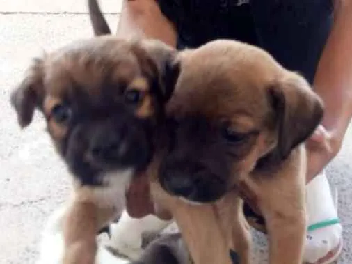 Cachorro ra a SRD idade Abaixo de 2 meses nome sem nome