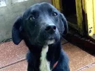 Cachorro ra a Labrador/... idade 1 ano nome Robin