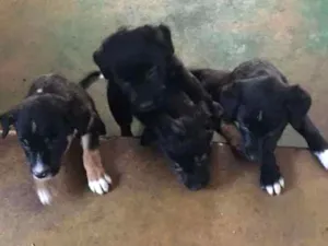Cachorro raça Rotwailler idade Abaixo de 2 meses nome Filhotes