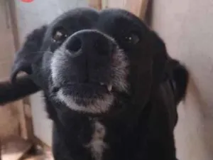 Cachorro raça SRD idade 6 ou mais anos nome RAYSSA