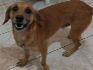 Cachorro raça SRD idade 5 anos nome HOSP 