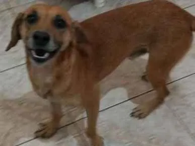 Cachorro ra a SRD idade 5 anos nome HOSP 