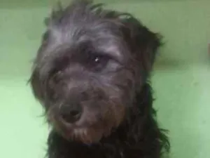 Cachorro raça SRD idade 1 ano nome sem nome