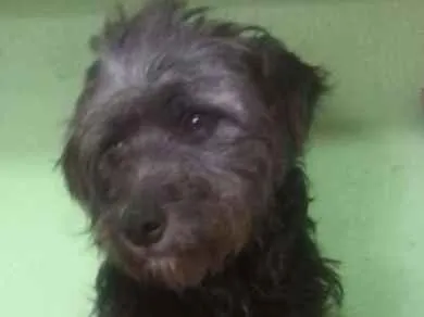 Cachorro ra a SRD idade 1 ano nome sem nome