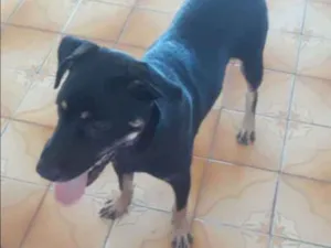 Cachorro raça SRD idade 7 a 11 meses nome Loki