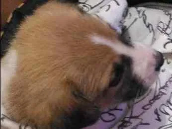 Cachorro ra a Srd idade 2 a 6 meses nome Amora