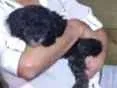 Cachorro raça Poodle toy idade 1 ano nome Cristal