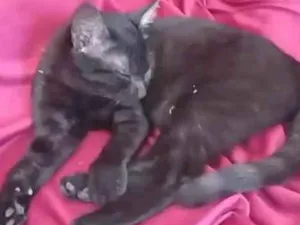 Gato raça Angorá idade 2 a 6 meses nome Jade