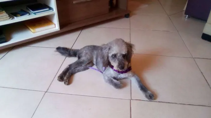 Gato ra a poodle idade  nome sem nome