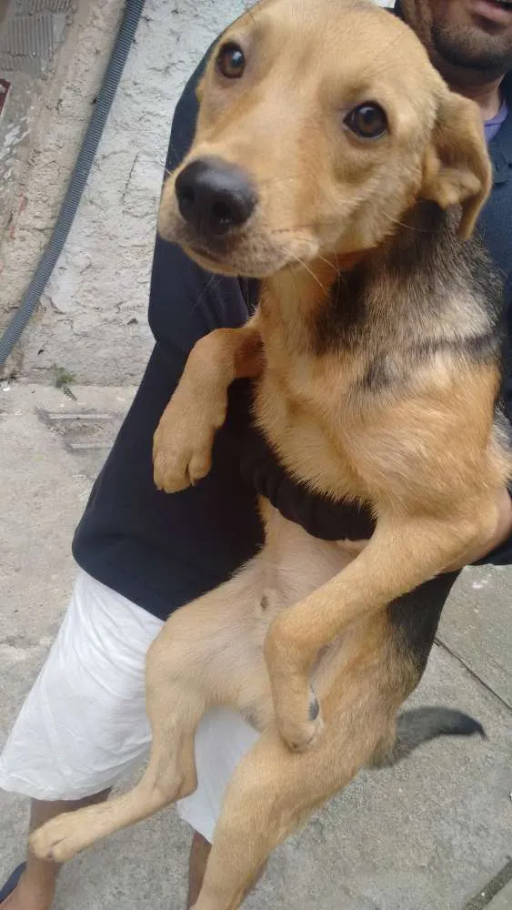 Cachorro ra a Vira lata idade 7 a 11 meses nome Sem nome