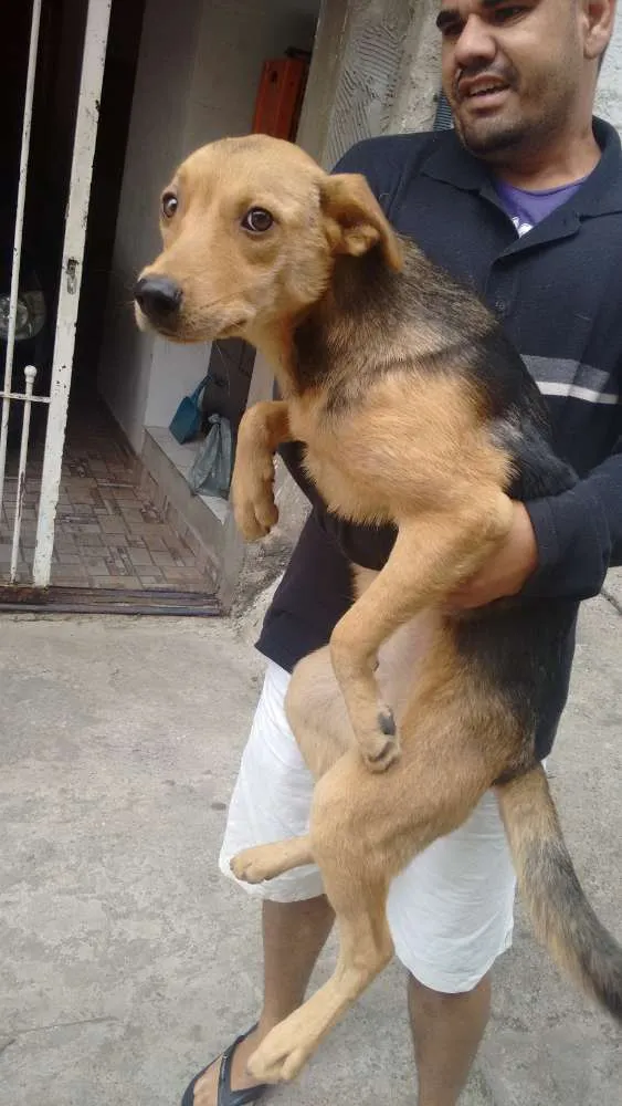 Cachorro ra a Vira lata idade 7 a 11 meses nome Sem nome