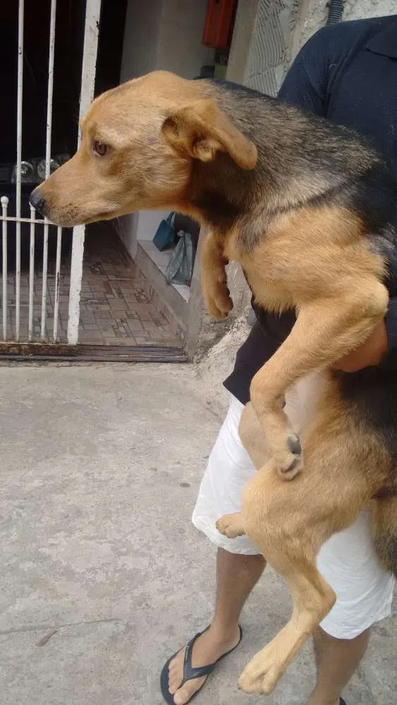 Cachorro ra a Vira lata idade 7 a 11 meses nome Sem nome