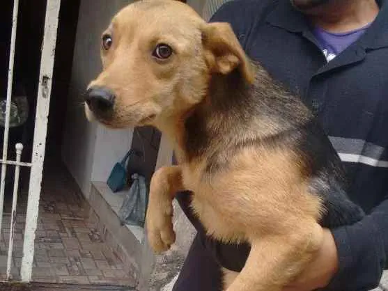 Cachorro ra a Vira lata idade 7 a 11 meses nome Sem nome