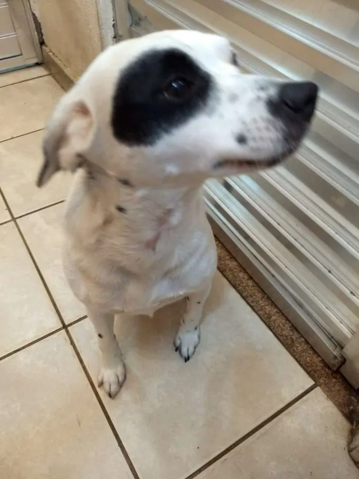 Cachorro ra a SRD idade 3 anos nome Kika