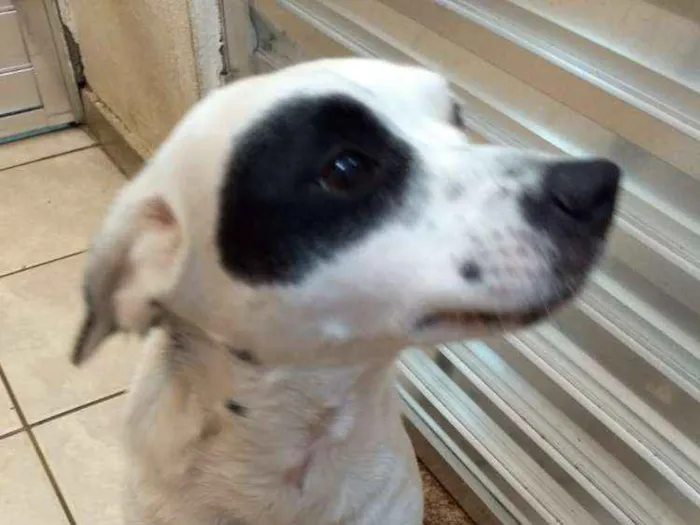 Cachorro ra a SRD idade 3 anos nome Kika