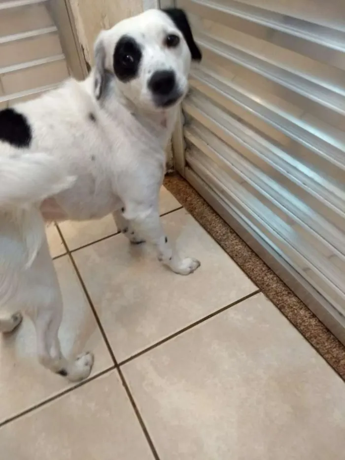 Cachorro ra a SRD idade 3 anos nome Kika