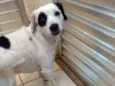 Kika