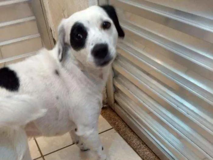 Cachorro ra a SRD idade 3 anos nome Kika