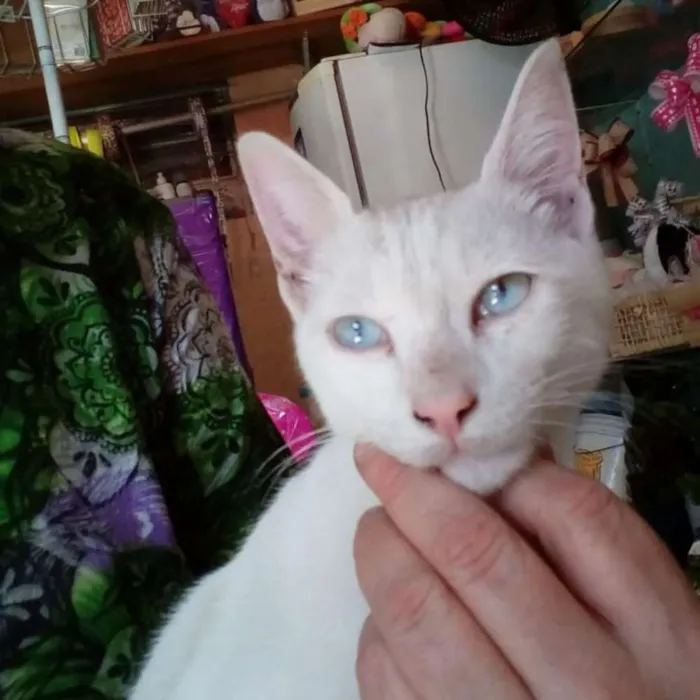 Gato ra a  idade 2 a 6 meses nome Oliver