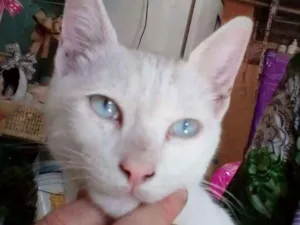 Gato raça  idade 2 a 6 meses nome Oliver