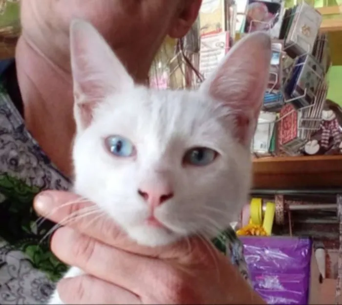 Gato ra a  idade 2 a 6 meses nome Oliver