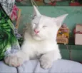 Oliver