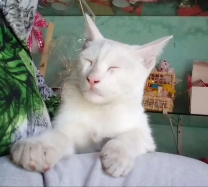 Gato ra a  idade 2 a 6 meses nome Oliver