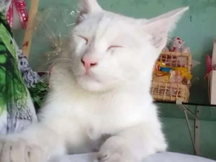 Gato ra a  idade 2 a 6 meses nome Oliver