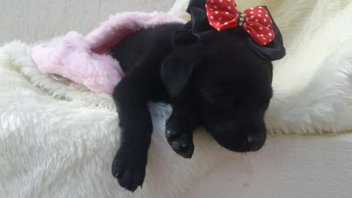 Cachorro ra a  idade 2 a 6 meses nome Filhotes Monique