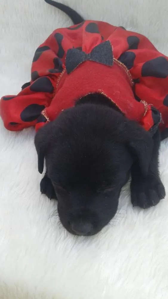 Cachorro ra a  idade 2 a 6 meses nome Filhotes Monique