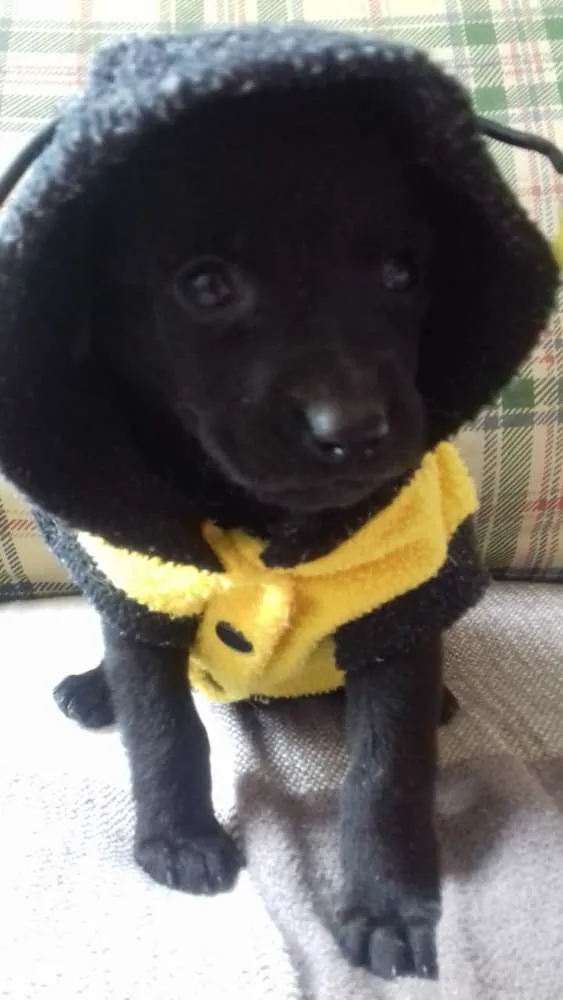 Cachorro ra a  idade 2 a 6 meses nome Filhotes Monique