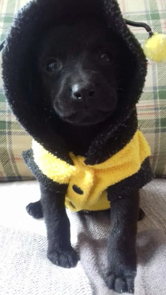 Cachorro ra a  idade 2 a 6 meses nome Filhotes Monique